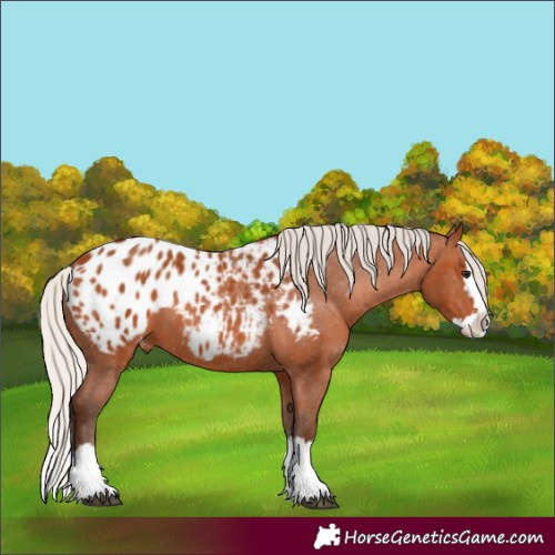 Horse Color:Silver Bay Splash Appaloosa 