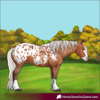 Horse Color:Silver Bay Splash Blanket 