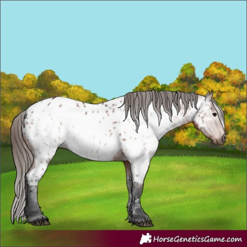 Horse Color:Gray Bay Appaloosa 