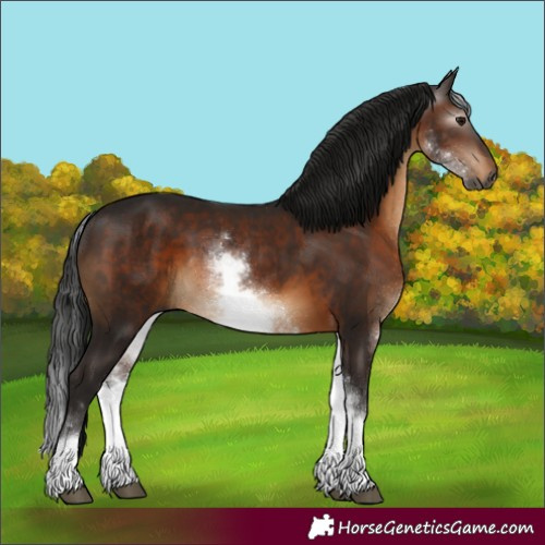 Horse Color:Gray White Spotted Bay 