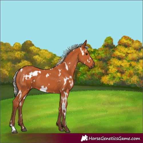Horse Color:White Spotted Silver Bay 