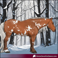 Horse Color:White Spotted Silver Bay 