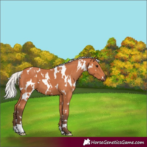 Horse Color:White Spotted Silver Bay 