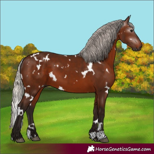 Horse Color:Gray White Spotted Silver Bay 