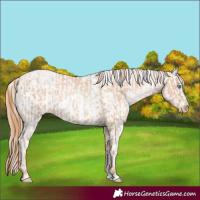 Horse Color:Gold Champagne Pearl Rabicano  and Gold Champagne Pearl Near Leopard Rabicano 