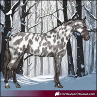 Horse Color:Liver Red Roan Appaloosa 