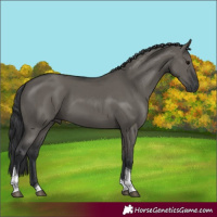 Horse Color:Grullo Tobiano
