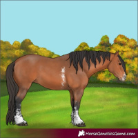 Horse Color:Bay Sabino