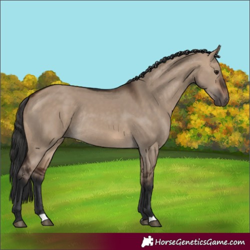 Horse Color:Brown Dun Rabicano 