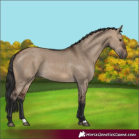 Horse Color:Brown Dun Rabicano 