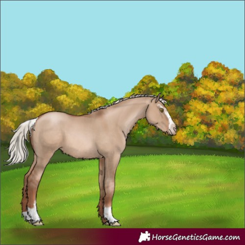 Horse Color:Silver Grullo Pearl Sabino 