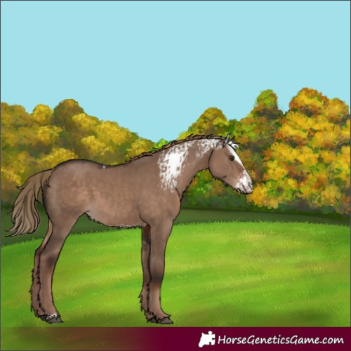 Horse Color:White Spotted Liver Red Dun Sabino 