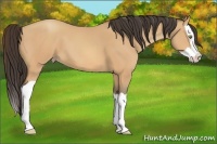 Horse Color:Amber Champagne Splash 