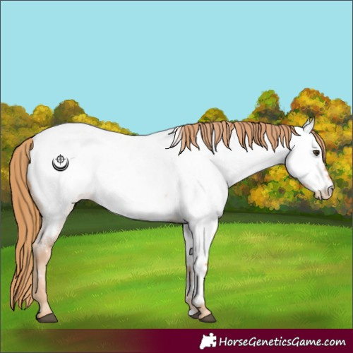 Horse Color:Red Roan Appaloosa 
