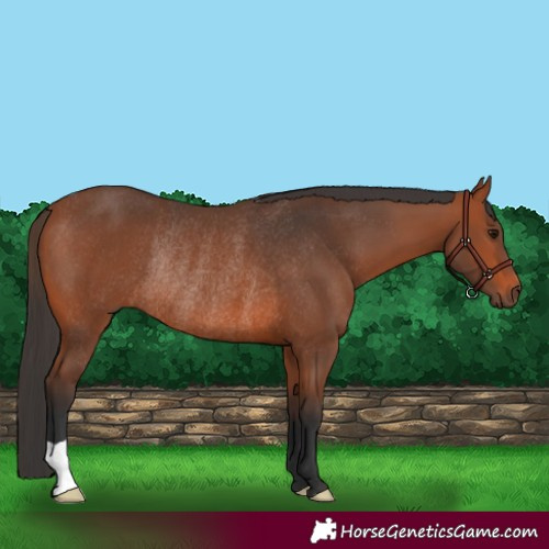 Horse Color:Bay Rabicano 