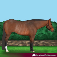Horse Color:Bay Rabicano 