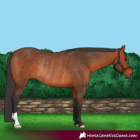 Horse Color:Bay Rabicano