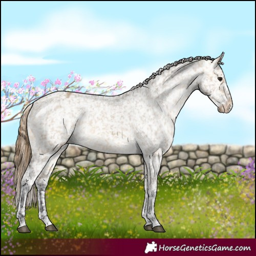 Horse Color:Buckskin Dun Appaloosa  and Buckskin Dun Appaloosa Rabicano 