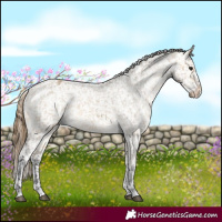 Horse Color:Buckskin Dun Appaloosa  and Buckskin Dun Appaloosa Rabicano 