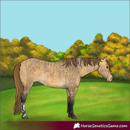 Horse Color:Buckskin Dun Appaloosa and Buckskin Dun Appaloosa
