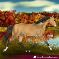 Horse Color:Buckskin 
