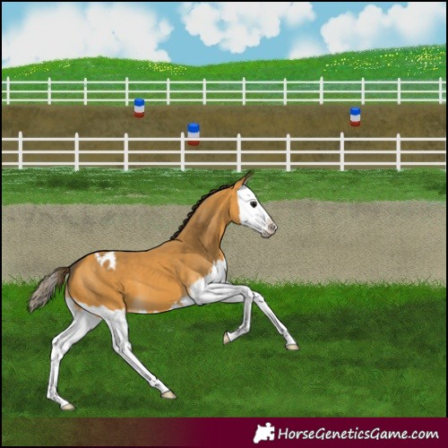 Horse Color:Buckskin Splash Appaloosa 
