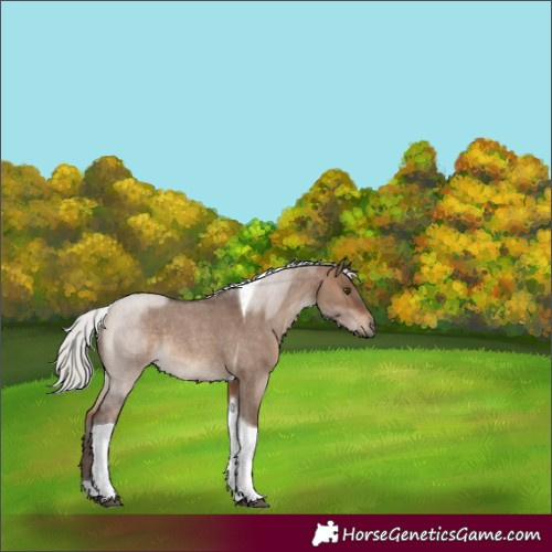 Horse Color:Silver Brown Roan Dun Tobiano Rabicano 