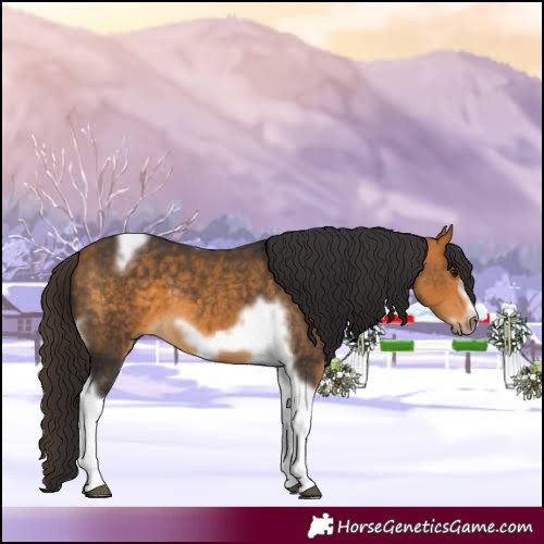Horse Color:Buckskin Tobiano Frame 