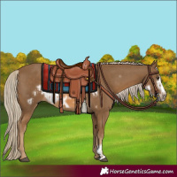 Horse Color:Chocolate Palomino Frame  and Chocolate Palomino Frame 