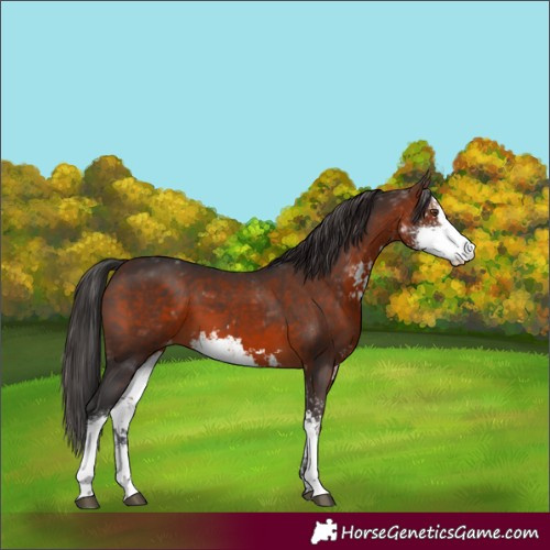 Horse Color:Brown Sabino Appaloosa 