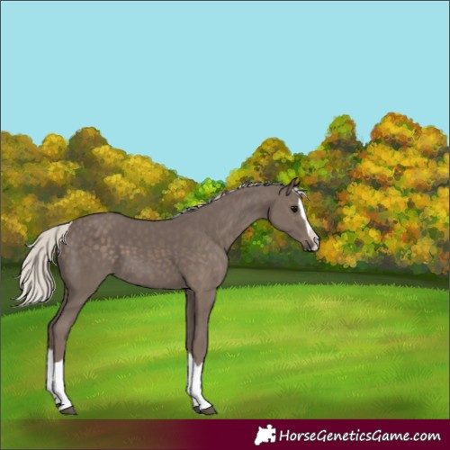 Horse Color:Silver Black Splash