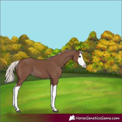 Horse Color:Silver Black Splash 