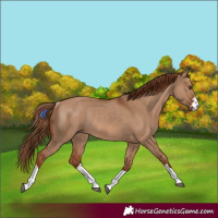 Horse Color:Red Dun Rabicano 