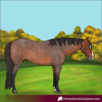 Horse Color:Bay Roan Splash 