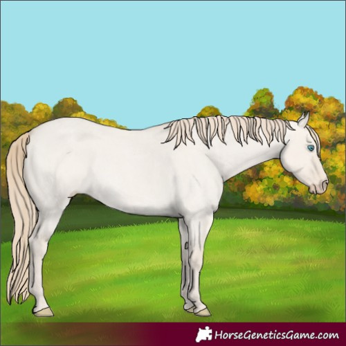 Horse Color:Smoky Creme Roan Dun 