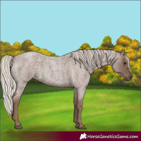 Horse Color:Silver Blue Roan 