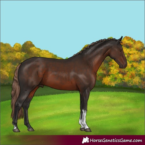 Horse Color:Liver Chestnut Tobiano 