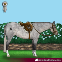 Horse Color:Silver Smoky Blue Roan 