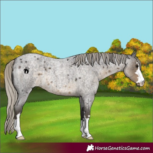 Horse Color:Silver Smoky Blue Roan 