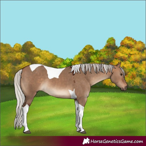 Horse Color:Silver Brown Dun Tobiano 
