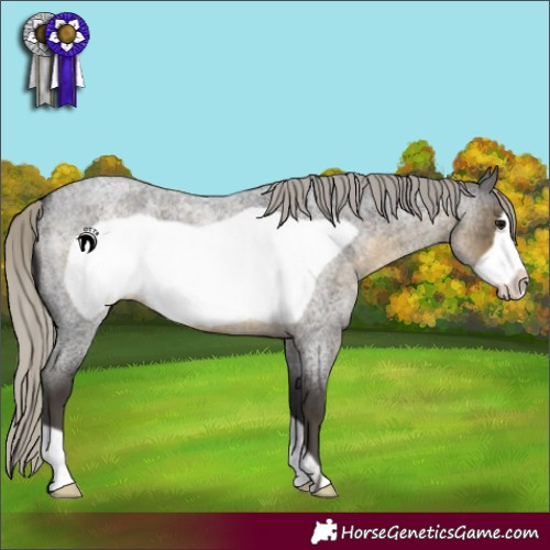 Horse Color:Silver Smoky Blue Roan Frame 