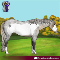 Horse Color:Silver Smoky Blue Roan Frame