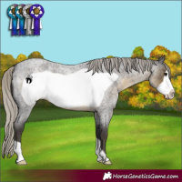 Horse Color:Silver Smoky Blue Roan Frame 