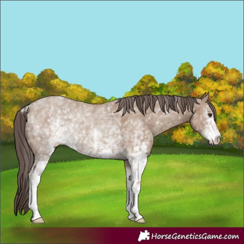 Horse Color:White Spotted Classic Champagne Rabicano 