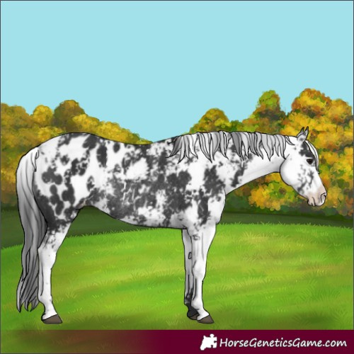 Horse Color:Black Sabino Appaloosa Rabicano 