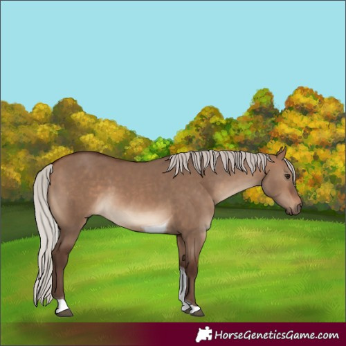 Horse Color:Silver Brown Dun Tobiano 