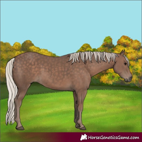 Horse Color:Silver Black Sabino Rabicano 