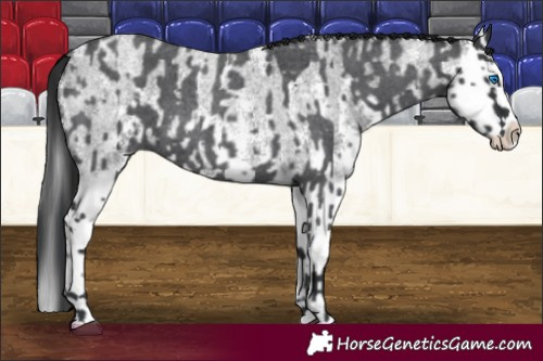 Horse Color:Blue Roan Sabino Splash  and Gray Blue Roan Sabino Splash 