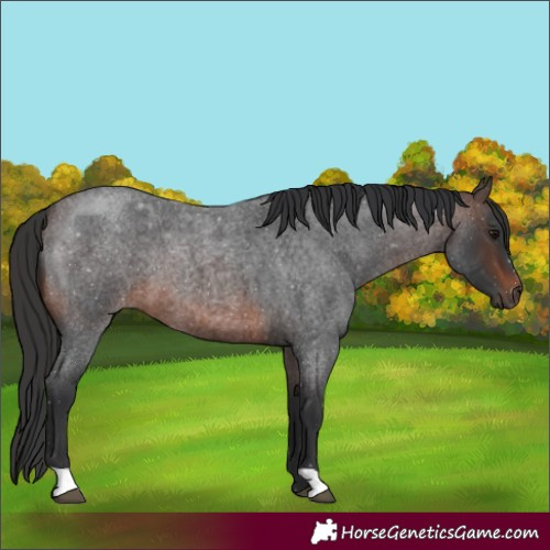 Horse Color:Brown Roan 