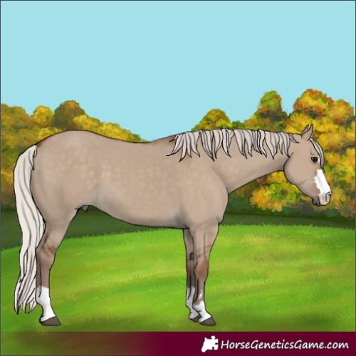 Horse Color:Silver Grullo 